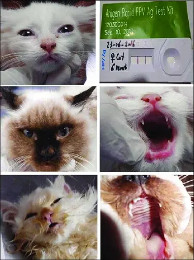 Kedilerin gençlik hastalıkları ile ilgili bilgiler.