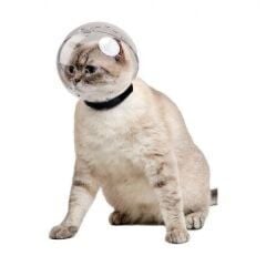 Lavimo Kedi Bakım Küresi